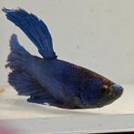 Betta splendens man 66, Vis