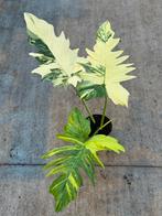 Philodendron fl. Beauty X Mayoi, Huis en Inrichting, Ophalen of Verzenden, Halfschaduw, Minder dan 100 cm