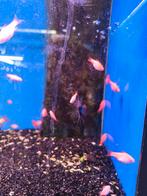 Cherry barbeel albino desgewenst bezorgd aan huis, Vis