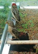 Roodkopwevers diverse koppels., Dieren en Toebehoren, Meerdere dieren