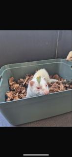 Fretten moertje, Dieren en Toebehoren, Knaagdieren, Maart, Vrouwelijk, Fret