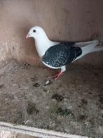postduiven, Dieren en Toebehoren, Vogels | Duiven, Vrouwelijk, Postduif