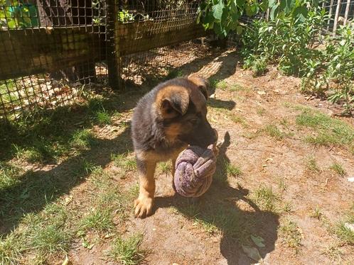 Lieve duitse herder pups, Dieren en Toebehoren, Honden | Herdershonden en Veedrijvers, Meerdere dieren, Herder, Particulier, Meerdere