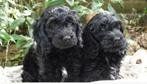Cockapoo pups, Overige rassen, CDV (hondenziekte), 8 tot 15 weken, Meerdere
