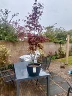 Acer palmatum bloodgood 150cm, Ophalen, Esdoorn, Struik, 100 tot 250 cm