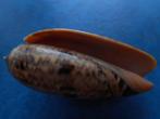 Schelpen: Oliva flammeacolor Petuch & Sargent gem 63mm, Verzenden, Schelp(en)