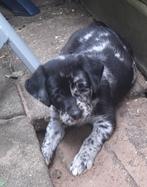 Lieve blije kruising Labrador pups, blue merle, blond, zwart, 8 tot 15 weken, CDV (hondenziekte), Meerdere, Meerdere dieren