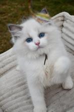 Mooie ragdoll kittens met stamboom, Dieren en Toebehoren, Katten en Kittens | Raskatten | Langhaar, Kater, Gechipt, 0 tot 2 jaar