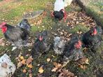 Cochin Kriel Haantje zwart 4 stuks, Dieren en Toebehoren, Pluimvee, Mannelijk, Kip