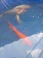20 kois, Karper of Koi