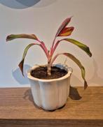 creme pot, Ophalen of Verzenden, Halfschaduw, Minder dan 100 cm