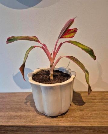  creme pot beschikbaar voor biedingen