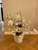 Kunst bloesemboom in pot, Huis en Inrichting, Woonaccessoires | Kunstplanten en Kunstbloemen, Ophalen, Zo goed als nieuw, Binnen