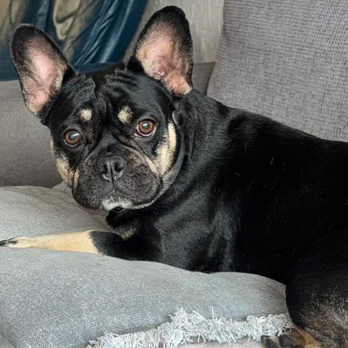 Te Koop Franse Bulldog, Dieren en Toebehoren, Honden | Bulldogs, Pinschers en Molossers, Teef, Bulldog, Particulier, Eén hond