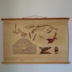 Bijplaat In de weide, Ophalen of Verzenden, Natuur en Biologie