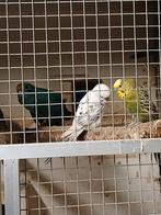 Te koop aangeboden diverse grasparkieten en kakarikie s, Dieren en Toebehoren, Vogels | Parkieten en Papegaaien, Meerdere dieren