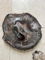 Gepolijste versteende houtschijf, Ophalen, Fossiel