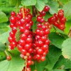 Ribes rubrum – Rode aalbes eetbaar, Vaste plant, Fruitplanten, Ophalen of Verzenden, Lente