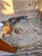 Serama hennetjes, geboren in mei., Dieren en Toebehoren, Vrouwelijk, Kip