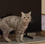 Dek kater, Dieren en Toebehoren, Katten en Kittens | Raskatten | Korthaar