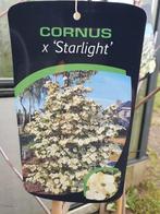 Cornus X 'Starlight' / nieuw ‼️‼️ / kornoelje boom / XL, Tuin en Terras, Planten | Bomen, Lente, Volle zon, Bolboom, Ophalen