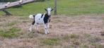 Landgeit geiten bok, Dieren en Toebehoren, Schapen, Geiten en Varkens, Mannelijk, Geit