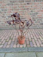 Blaas spirea, Volle zon, Vaste plant, Lente, Ophalen