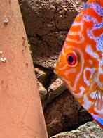 Koppeltje discusvissen