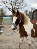 Knap barock type bonte ruin, Dieren en Toebehoren, Pony's, B, Ruin, Gechipt, 11 jaar of ouder