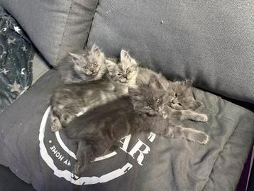 Britse langhaar x Maine coon XXL kittens beschikbaar voor biedingen