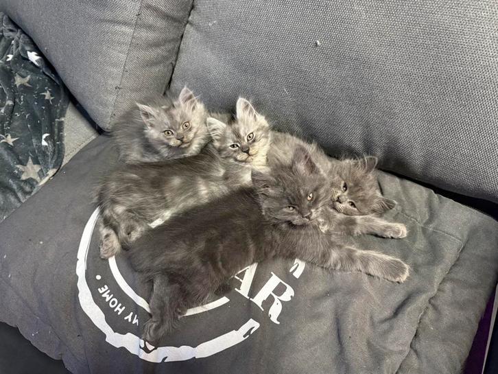 Britse langhaar x Maine coon XXL kittens, Dieren en Toebehoren, Katten en Kittens | Dekkaters, 0 tot 2 jaar