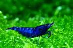 Neocardina bleu dream garnalen, Dieren en Toebehoren, Vissen | Aquariumvissen, Kreeft, Krab of Garnaal