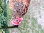 Sebright, Dieren en Toebehoren, Pluimvee, Meerdere dieren, Kip