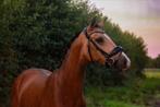 Twee jonge toppony’s van Davinci du Bois, Dieren en Toebehoren, Paarden