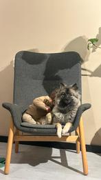 Keeshond (Dima), Dieren en Toebehoren, Nederland, 15 weken tot 1 jaar, Handelaar, Geslacht onbekend