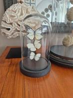 Stolp met 3 vlinders, nieuw preparaat, Ophalen of Verzenden, Nieuw