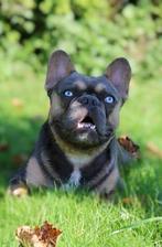 Franse bulldog dekreu met prachtige blauwe ogen, Particulier, Rabiës (hondsdolheid), Reu, Buitenland
