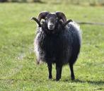 Ouessant ram, Mannelijk, Schaap