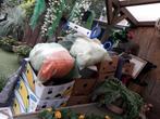 rommelmarktspullen 35 dozen a 2 euro per doos 7 zakken en lo, Ophalen of Verzenden, Zo goed als nieuw
