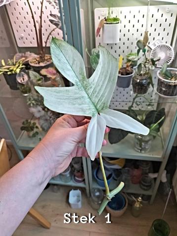  Philodendron Florida Ghost – 4 verse stekjes te koop beschikbaar voor biedingen