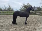 Bijna 3 jarige Friese merrie, Merrie, Minder dan 160 cm, Gechipt, Dressuurpaard