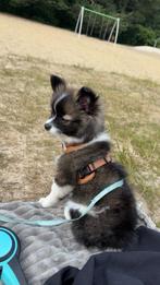 Pomeriaan pup, Keeshond, Reu, 8 tot 15 weken, Eén hond