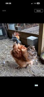 Mooie zijdehoen haantjes GRATIS, Dieren en Toebehoren, Mannelijk, Kip