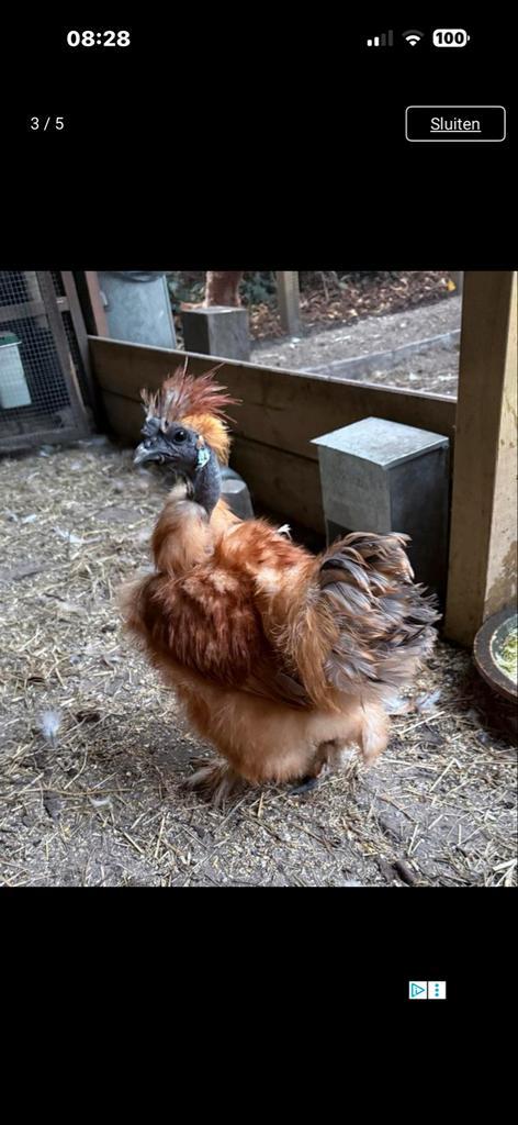 Mooie zijdehoen haantjes GRATIS, Dieren en Toebehoren, Pluimvee, Kip, Mannelijk