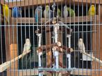 Meerdere parkieten, Dieren en Toebehoren, Vogels | Parkieten en Papegaaien, Meerdere dieren, Parkiet