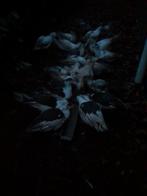 8 muskus mannen eenden, Dieren en Toebehoren, Pluimvee, Mannelijk, Eend