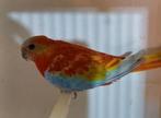 Turquoisine parkiet man roodbuik opaline, Dieren en Toebehoren, Vogels | Parkieten en Papegaaien, Mannelijk, Parkiet, Geringd
