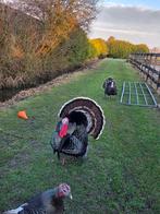 Kalkoen haan, Dieren en Toebehoren, Pluimvee, Mannelijk, Kalkoen