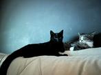 2 lieve kittens, Meerdere dieren, Kortharig, 0 tot 2 jaar