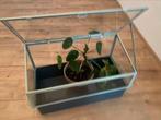 Plantenkas, Dieren en Toebehoren, Reptielen en Amfibieën | Toebehoren, Ophalen of Verzenden, Zo goed als nieuw, Terrarium of Paludarium